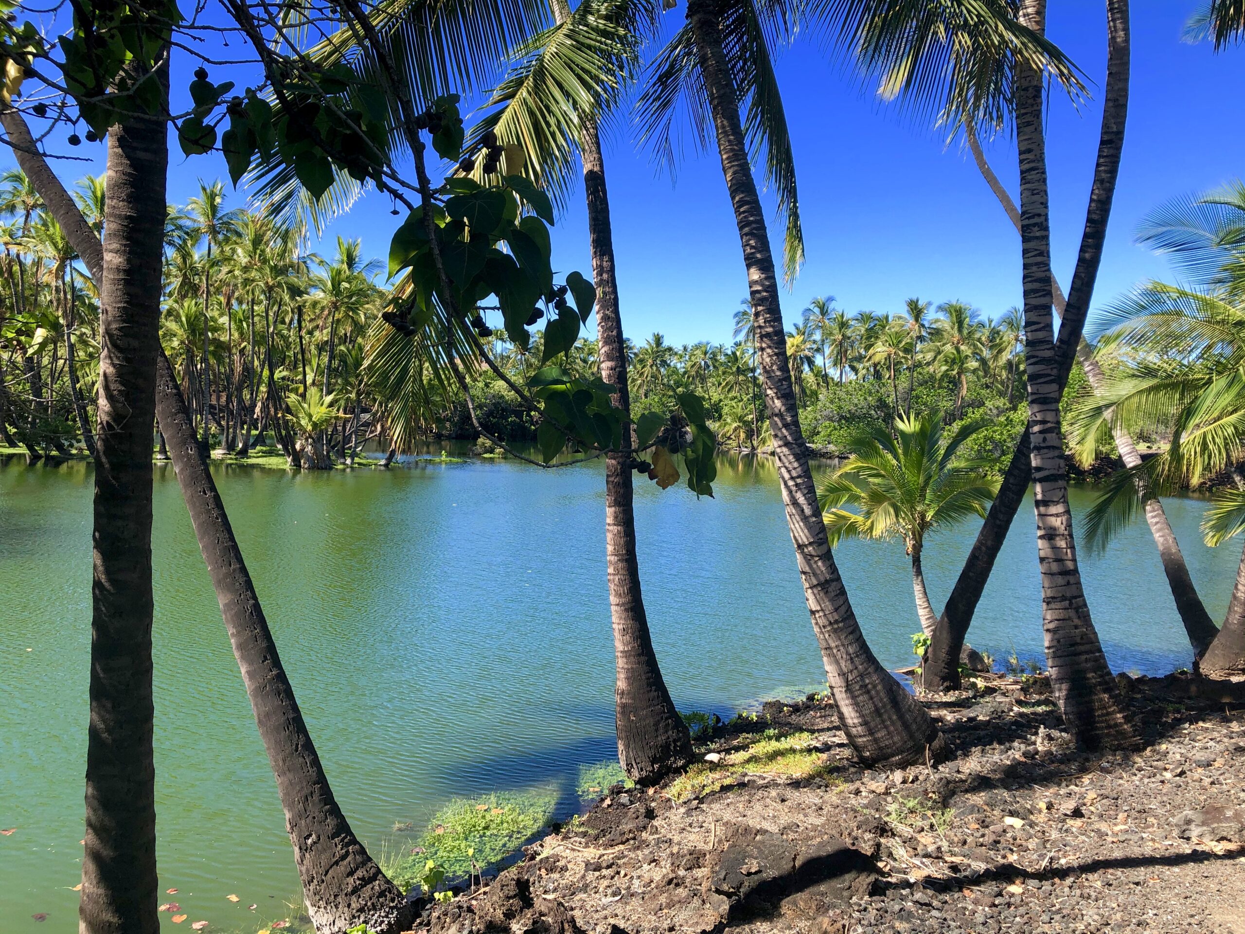 Mauna Lani Pond